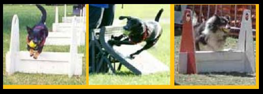 flyball.jpg